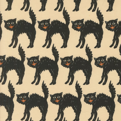 Scaredy Cat