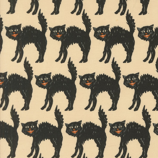 Scaredy Cat