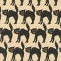 Scaredy Cat