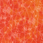 Spider Web Halloween - Spice