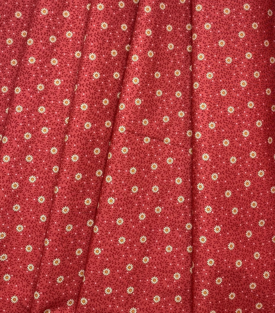 Daisy Dream - Rhubarb